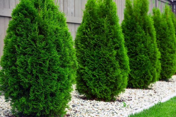 Arborvitae Planting in Simi Valley