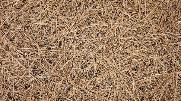 Pine Needles Delivery in Simi Valley