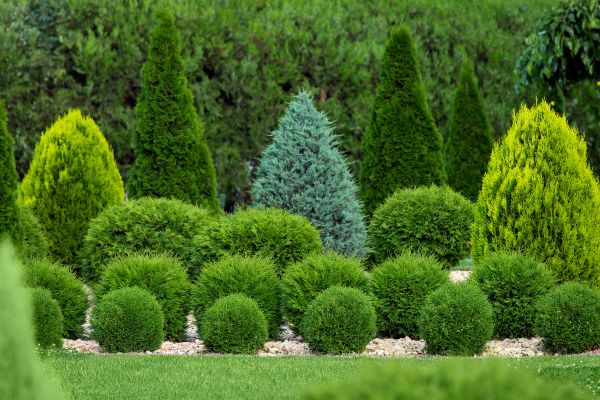 Shrub Installation in Simi Valley