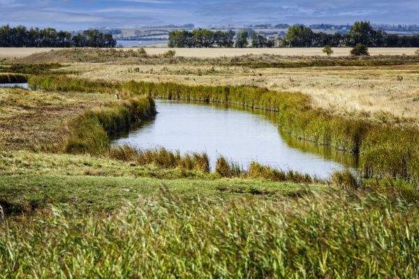Swale Landscaping in Simi Valley