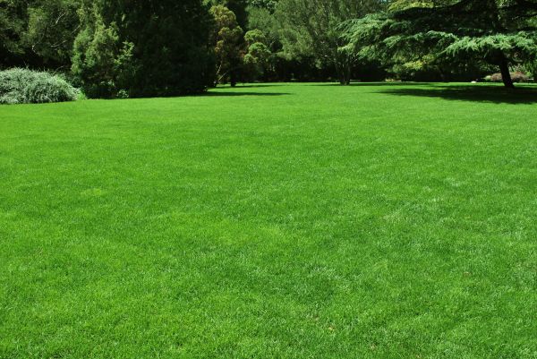 Lawn Landscaping in Simi Valley