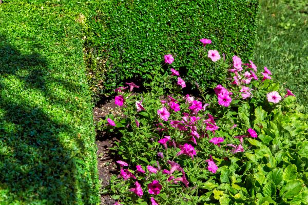 Softscaping Service in Simi Valley