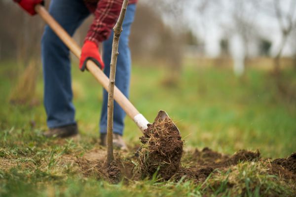 Tree Replacement in Simi Valley
