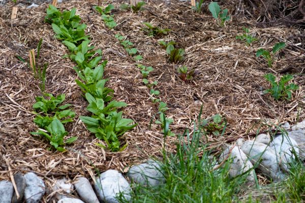 Mulch Service in Simi Valley