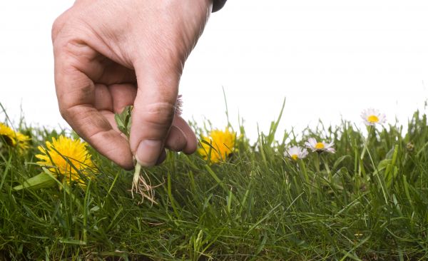 Lawn Weeding in Simi Valley
