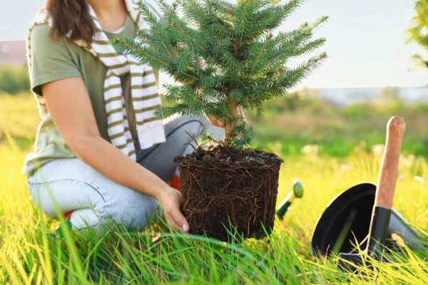 Spruce Tree Planting in Simi Valley