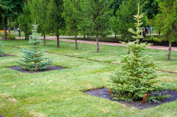 Privacy Trees Planting in Simi Valley