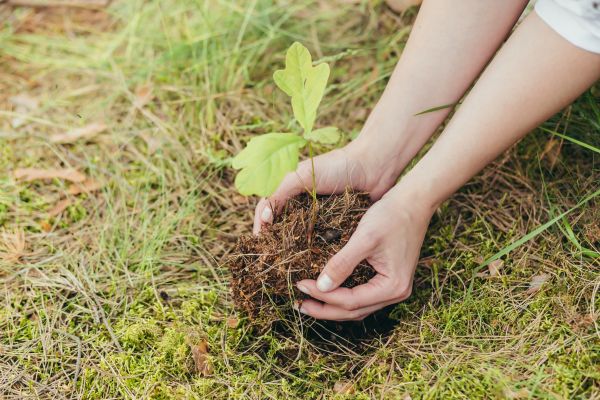 Oak Tree Planting in Simi Valley