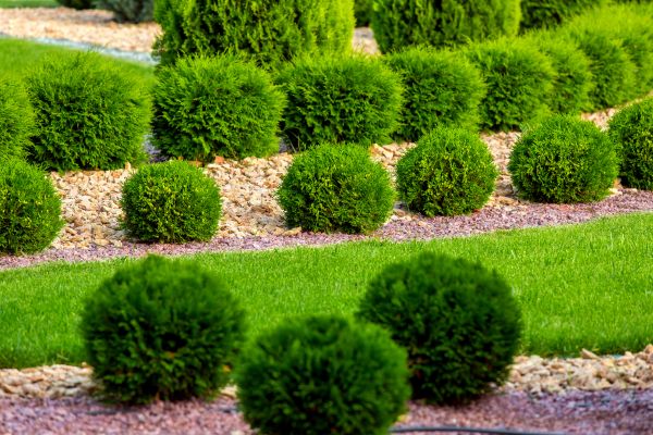 Bush Replacement in Simi Valley