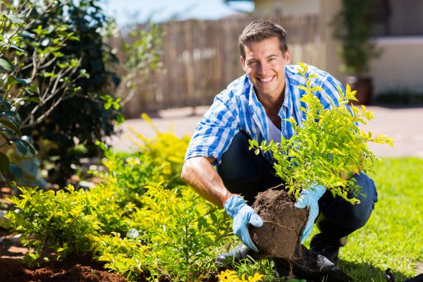 Shrub Landscaping in Simi Valley