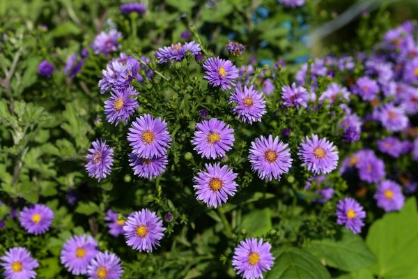 Perennial Flower Planting in Simi Valley