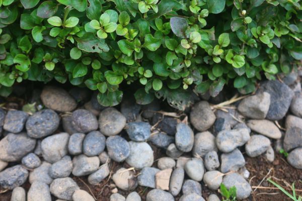 River Stone Installation in Simi Valley