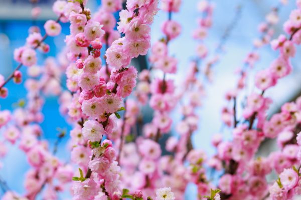 Japanese Cherry Tree Planting in Simi Valley