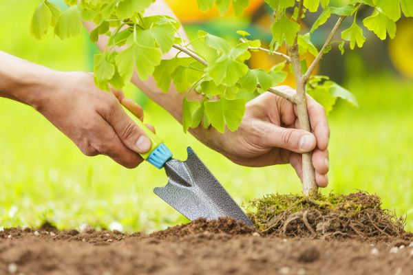 Fruit Tree Planting in Simi Valley