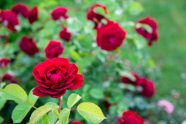 Rose Planting in Simi Valley