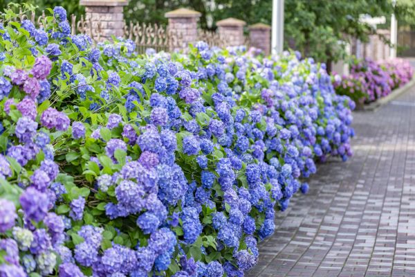 Hydrangea Landscaping in Simi Valley