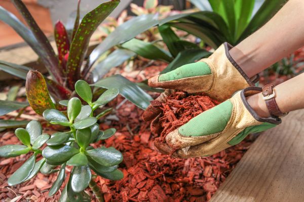 Cedar Mulch Installation in Simi Valley