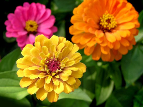 Zinnia Planting in Simi Valley