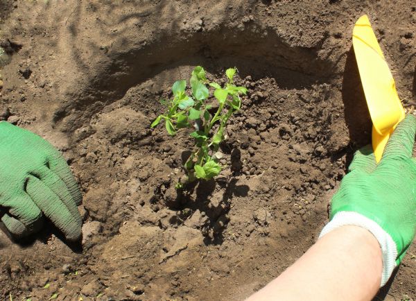 Rose Bush Planting in Simi Valley