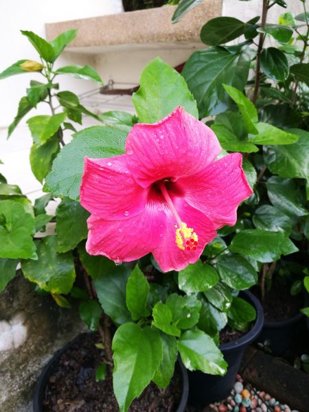 Hibiscus Planting in Simi Valley