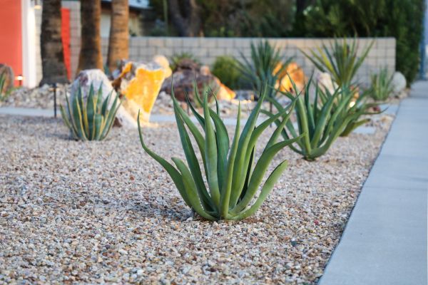 Drought Resistant Landscaping in Simi Valley