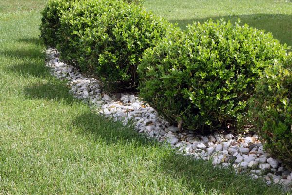 Boxwood Planting in Simi Valley