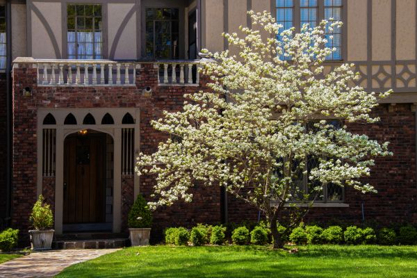 Dogwood Tree Planting in Simi Valley