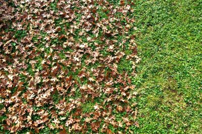 Leaf Removal from Lawns